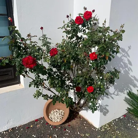 Holiday home Sandra Playa Blanca (Lanzarote)